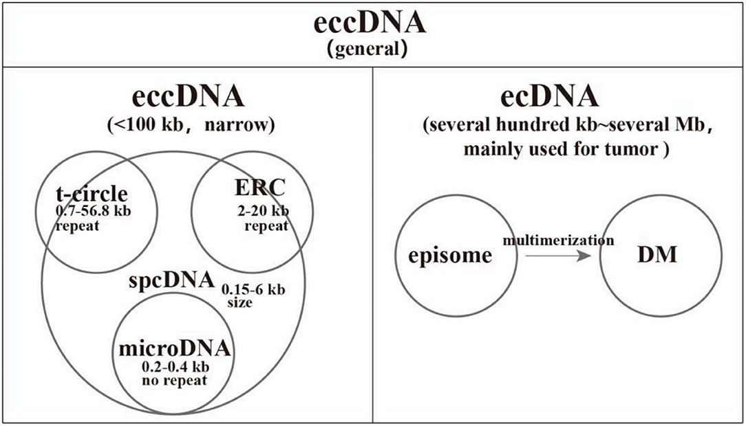 eccDNA分类